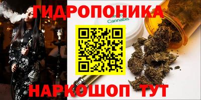 шишки Аргун